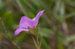 Fringed meadowbeauty